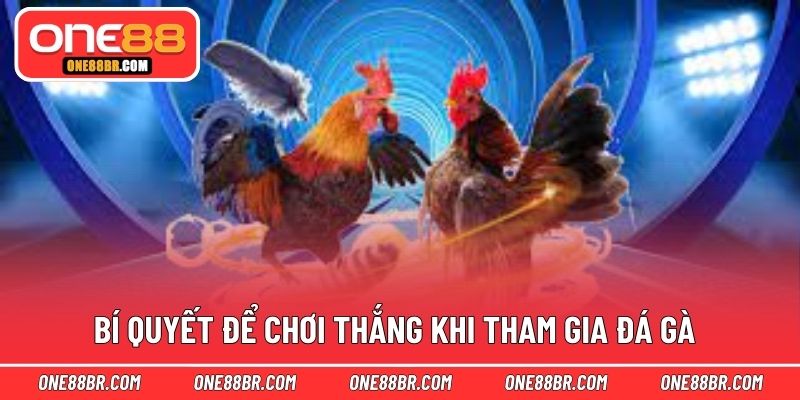 Bí quyết để chơi thắng khi tham gia đá gà