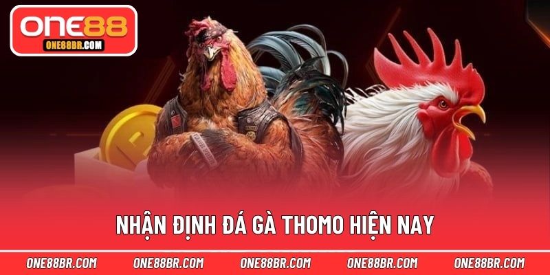 Nhận định đá gà Thomo hiện nay