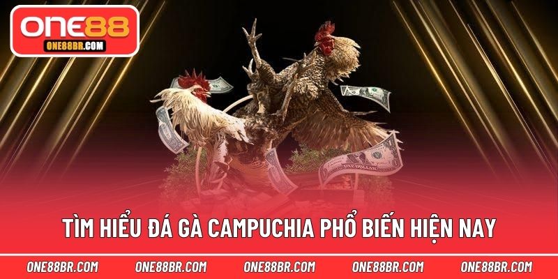 Tìm hiểu đá gà Campuchia phổ biến hiện nay